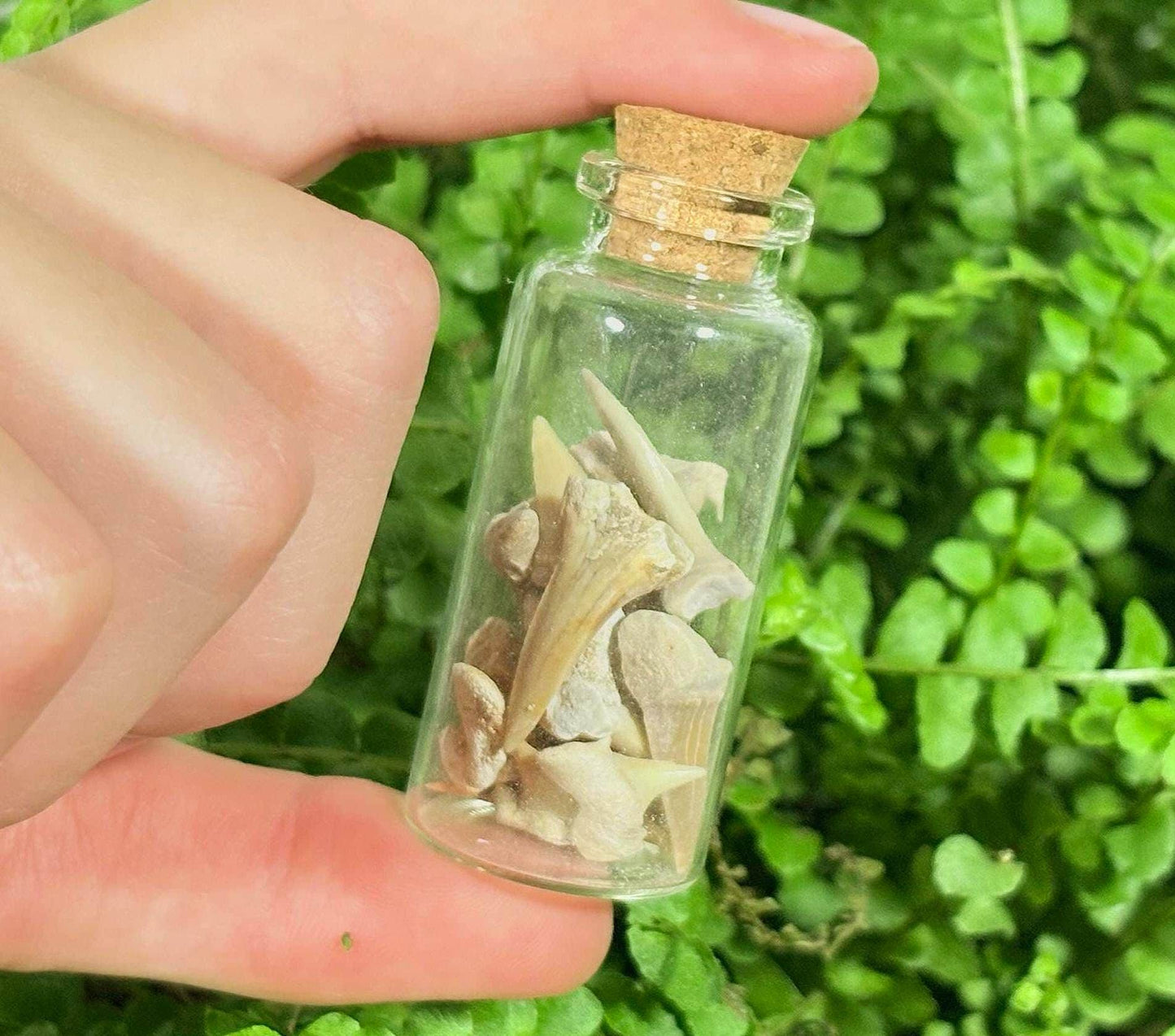 Fossil Vial Decoration | Real Shark Teeth Fossils in Glass Jar + Discovery Note | Natural Curio Gift | Ocean Discovery Keepsake