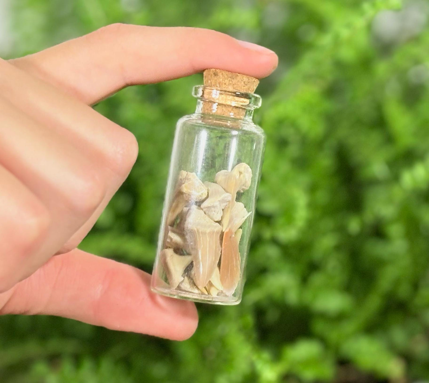 Fossil Vial Decoration | Real Shark Teeth Fossils in Glass Jar + Discovery Note | Natural Curio Gift | Ocean Discovery Keepsake