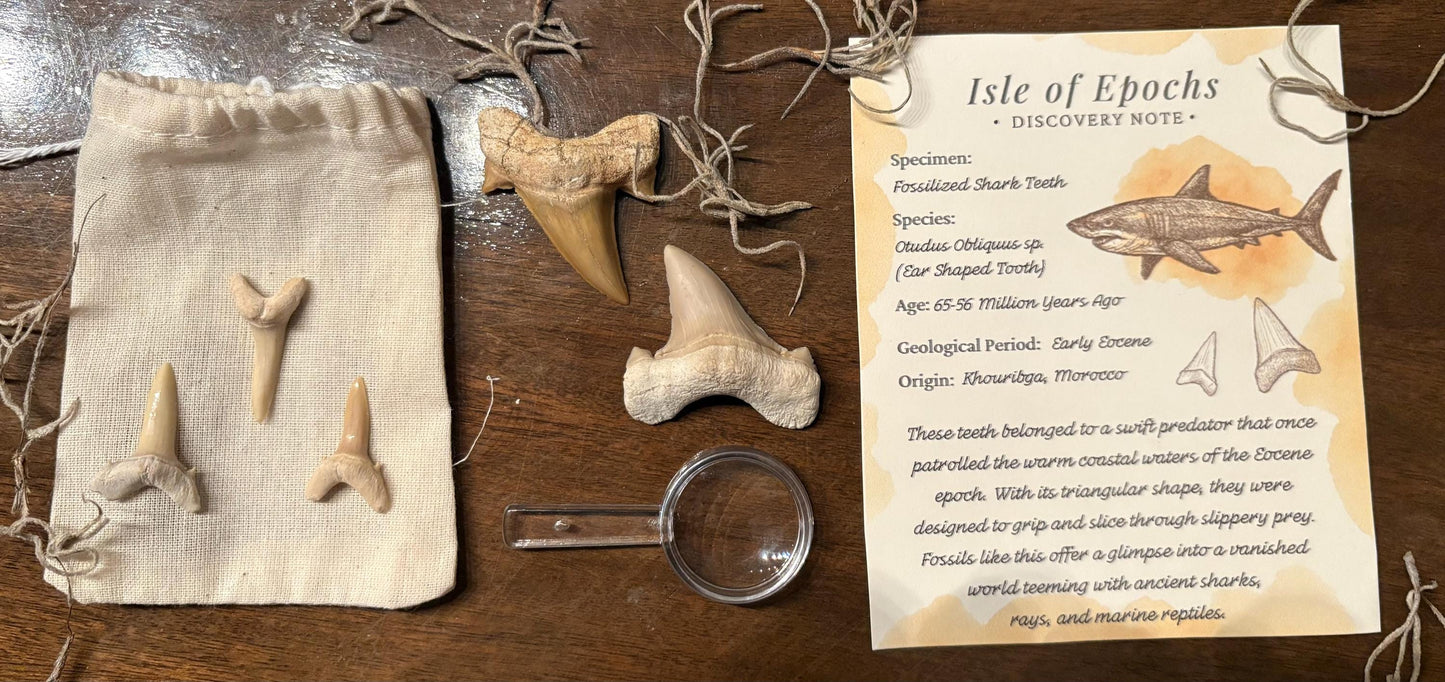 Real Fossil Shark Teeth Set: Educational Paleontology Kit