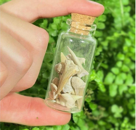Fossil Vial Decoration | Real Shark Teeth Fossils in Glass Jar + Discovery Note | Natural Curio Gift | Ocean Discovery Keepsake
