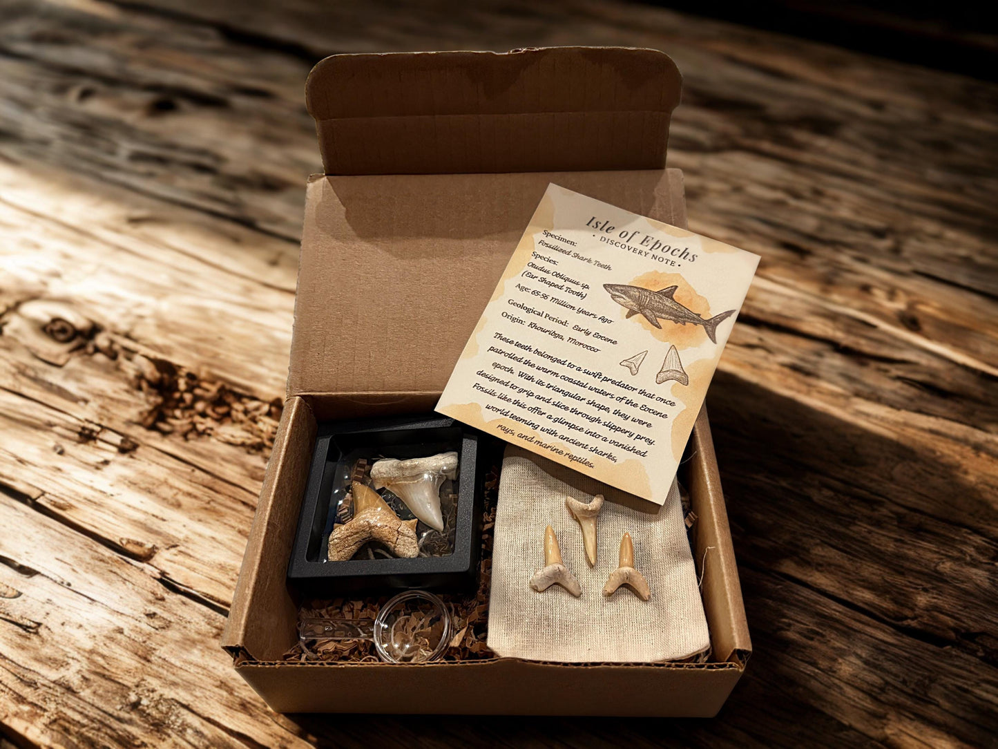 Real Fossil Shark Teeth Set: Educational Paleontology Kit